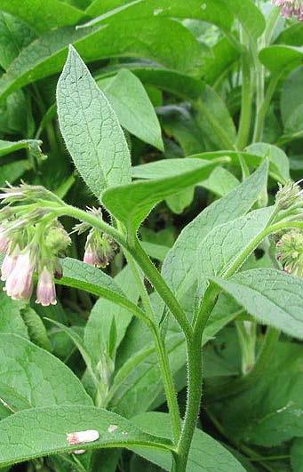 Comfrey edible dried leaves for tea topical leaves and root oil