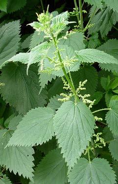 edible Nettle young shoots can be prepared like spinach fresh or dried for tea/tincture topical decoction or oil infusion fresh plant has been used to treat damaged nerves high