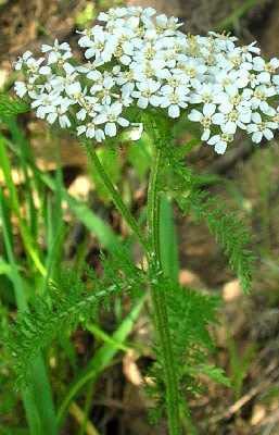 edible fresh or dry for tea/tincture Yarrow chew roots for sore gums/toothache topical oil infusion compress fresh poultice helps nausea