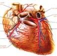 Origins of congenital heart defects