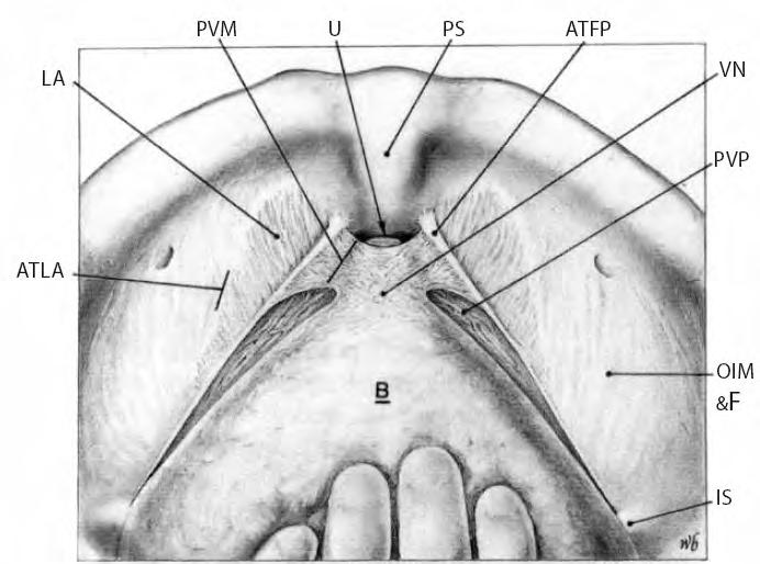 The iliococcygeus (open arrows) inserts into the arcus tendineus levator ani (ATLA, curved arrows) formed from fascia over the internal obturator muscle (IO) Fig. 6.