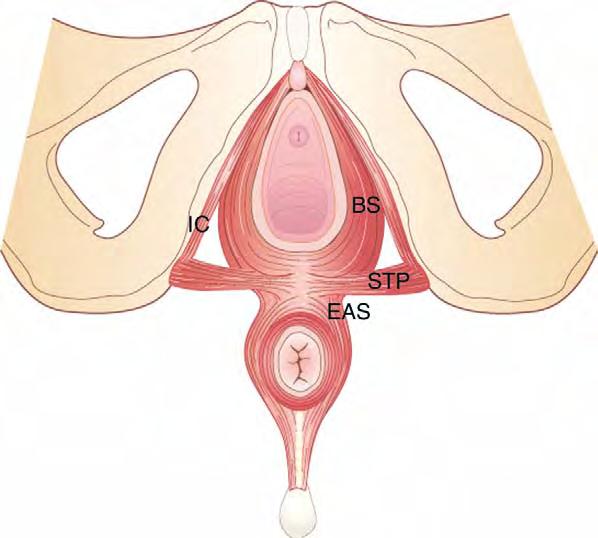 ischiocavernous muscle, IO internal obturator muscle, C clitoris).