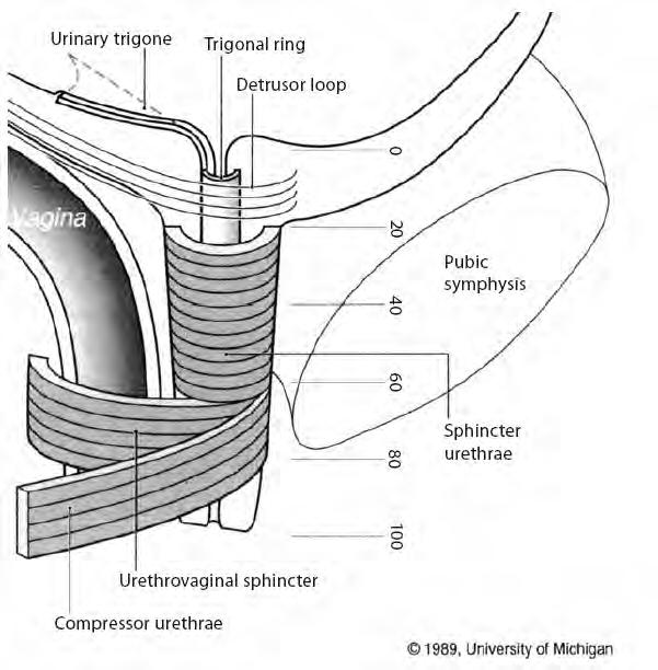Fig. 13. The internal and external urethral sphincteric mechanisms and their locations.