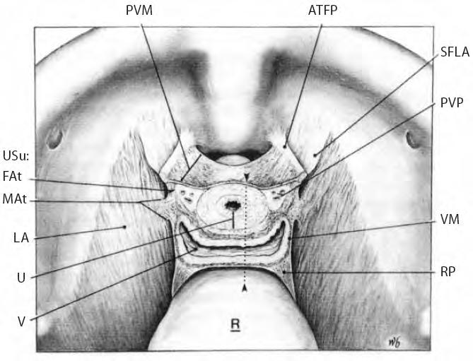 CHAPTER 2 - THE ANATOMY OF THE PELVIC FLOOR AND SPHINCTERS Fig. 23.