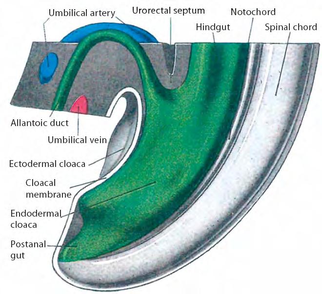 CHAPTER 2 - THE ANATOMY OF THE PELVIC FLOOR AND SPHINCTERS Fig. 1.