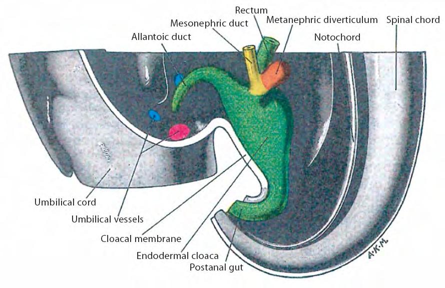 (1995, p. 206), by permission of Churchill Livingstone Fig. 2. The caudal end of a human embryo, about 5 weeks old.