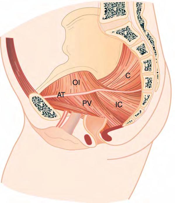 CHAPTER 2 - THE ANATOMY OF THE PELVIC FLOOR AND SPHINCTERS Fig. 3.