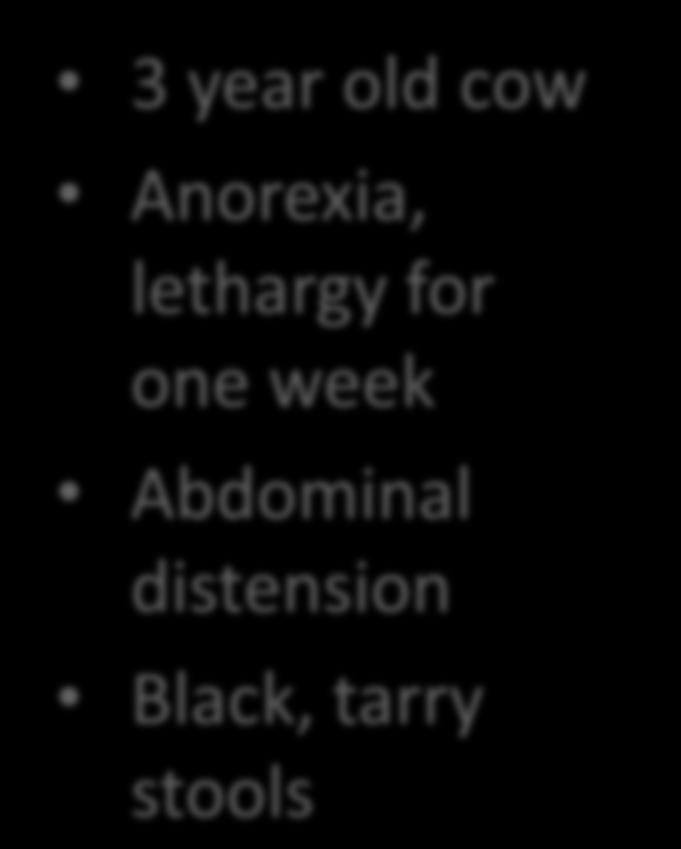 3 year old cow Anorexia,