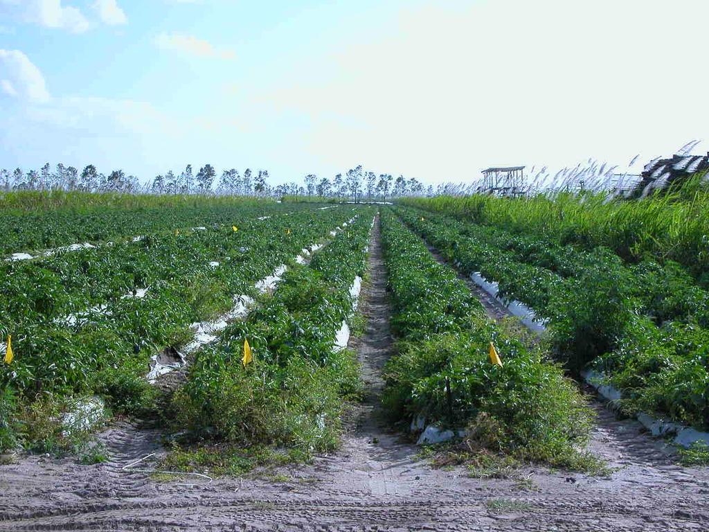 OBJECTIVE Test the efficacy of predaceous mites to control pepper and eggplant pests in open field. Four experiments were conducted to compare individual and combined action of the phytoseid species.