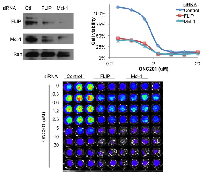Figure S11. FLIP, Mcl-1, and KSR-1 knockdown enhances ONC201 response in HepG2 cells.