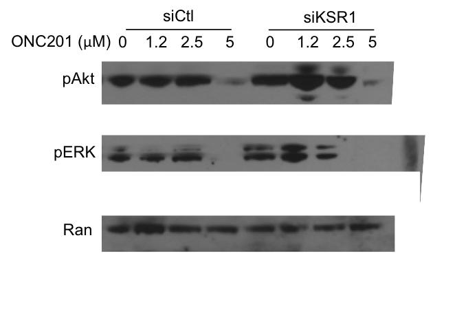 Figure S4. KSR1 does not affect ONC201-mediated inhibition of MAPK or Akt inhibition.