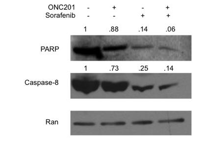` Figure S8. ONC201 and sorafenib cooperatively induce apoptosis in HepG2 cells.