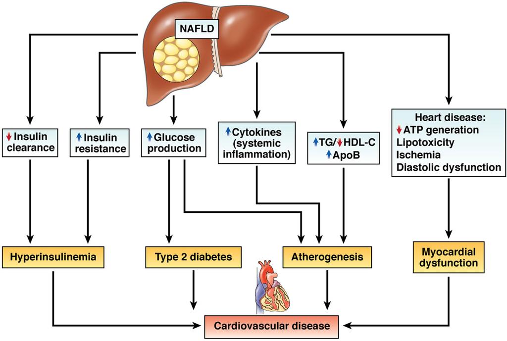 April 2012 OBESITY LIPOTOXICITY IN DEVELOPMENT OF NASH 719 Figure 4. CV risk factors that coexist in patients with NAFLD (see text for details).