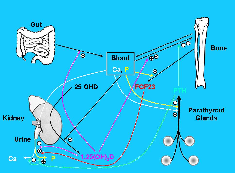 Classical Actions: Bone Mineral Homeostasis Gut Hormonal Feedback Loops Bone 25 OHD FGF23 PTH Kidney Parathyroid Glands 1,25(OH) 2 D Classical