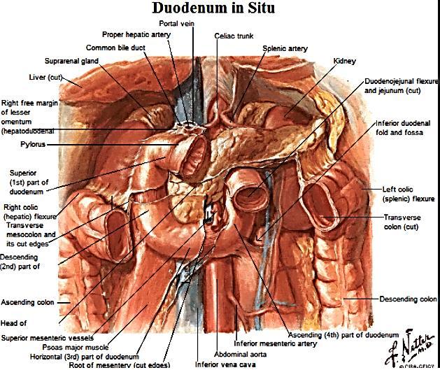 Duodenum retroperitoneal C shaped Initial region out of stomach into small intestine RETROperitoneal viscus Superior 1 st part