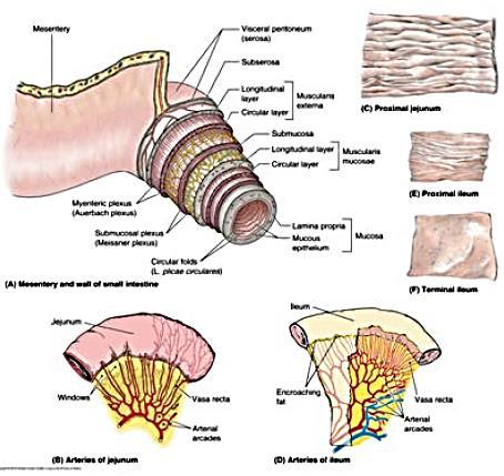 Jejunum - major volume of stomach content hits here 1 st ; so, - Larger lumen size - Thicker walls - More folds all set up to be better