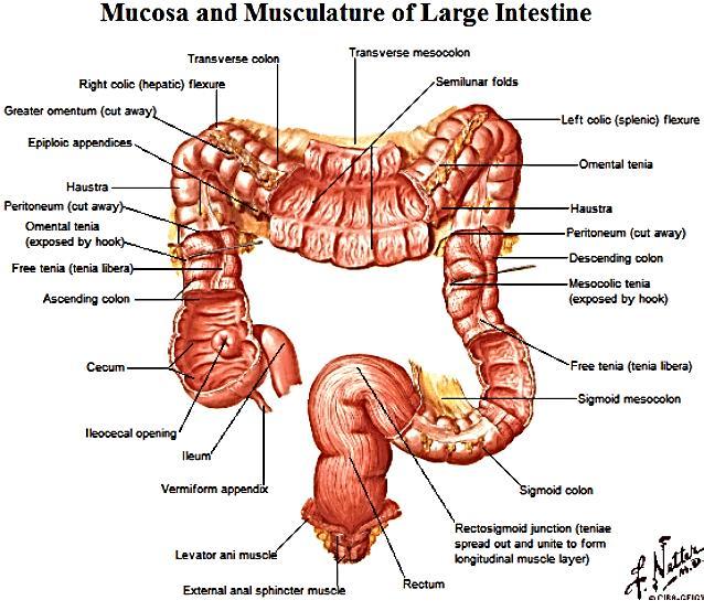 inner muscular circular region and outer longitudinal muscular part that are continuous Large Intestine Frame structure of Ascending horizontal