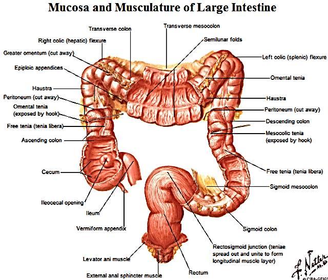Ascending colon on R side of abdominal cavity just below the liver Transverse colon R colic (hepatic) flexure after ascending colon Descending colon after L colic (splenic) flexure; along L side of