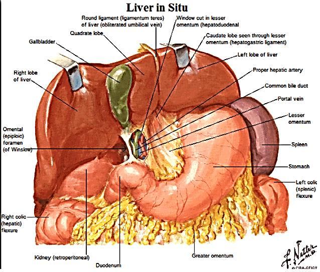 mesentery) - Portal vein behind, hepatic artery to the R and bile duct to the L Common bile duct Hepatic bile duct and cystic duct join common bile
