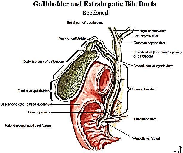 R and L hepatic bile ducts converge and form the common hepatic duct - Cystic duct merges to form common bile duct - CBD joins the pancreatic duct at 2 nd part of the duodenum about ½ way