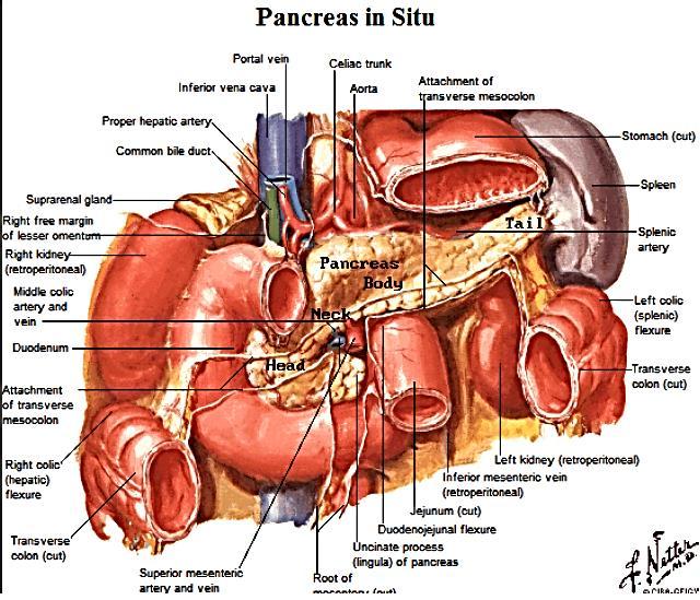 Pancreas Head To the R side of the vertebrae within C shape of duodenum Uncinate process Extension off head; inferior to mesenteric A and V Neck Overlies the mesenteric A and V; deep to