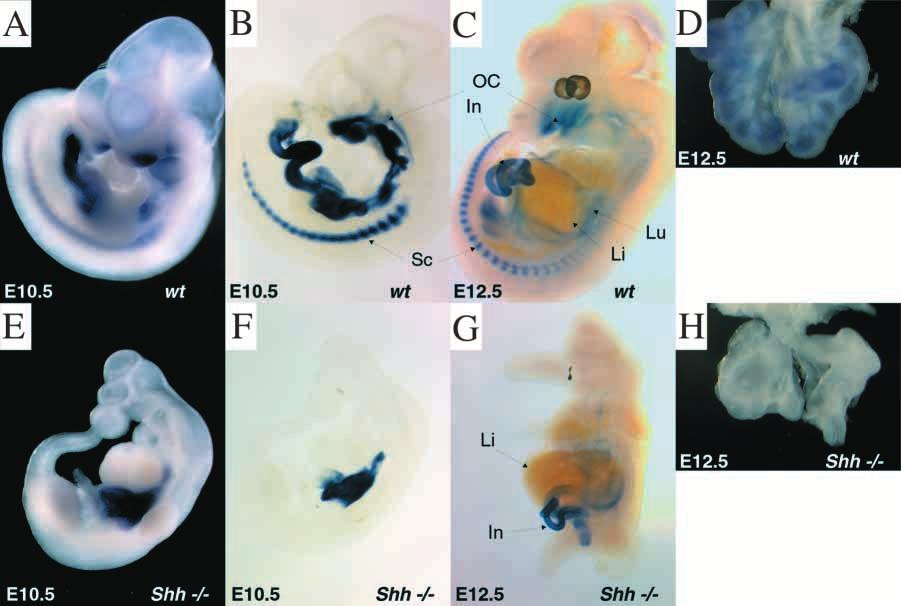 2402 M. Mahlapuu, S. Enerbäck and P. Carlsson Fig. 5. Foregut and sclerotome expression of Foxf1 depends on Shh. Foxf1 whole-mount in situ hybridization of wild-type (A-D) and Shh / (E- H) E10.