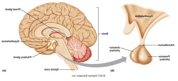 just beneath the hypothalamus It is connected to the