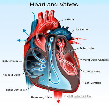 Aortic Stenosis Aortic stenosis disease (AS) is a common native valve disease found in up