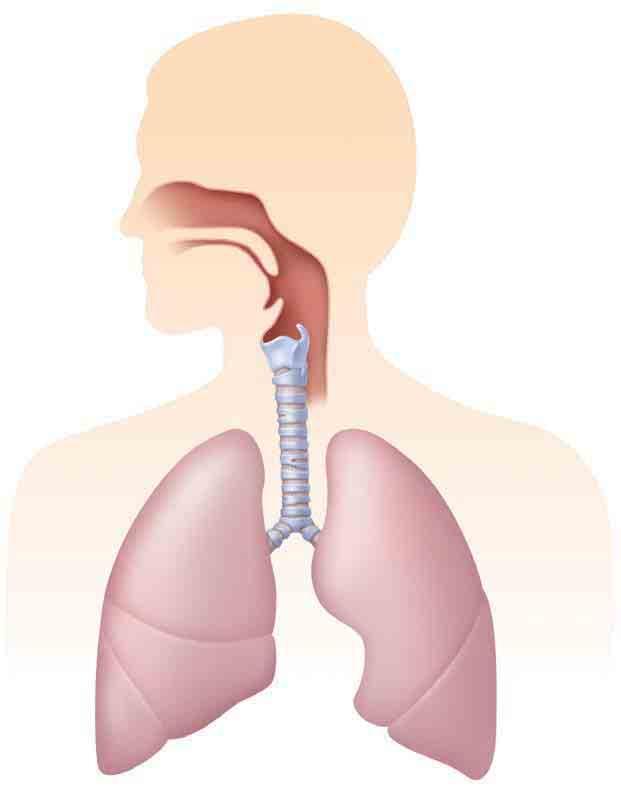 Understanding Your Airway To live, you need oxygen. You can t survive for more than a few minutes without it. Your body gets oxygen from the air you breathe.