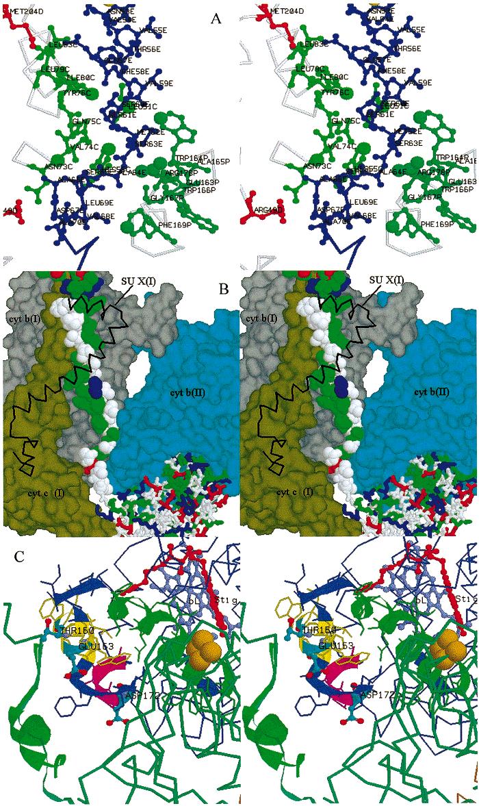 L Crofts et al. Biochemistry FIGURE 5: Anchor, hinge, and vise regions of the ISP and cytochrome b. (A) Residues contributing to the vise.