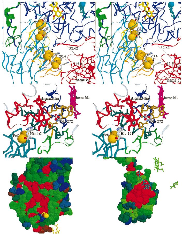 Biochemistry Movement of the bc 1 Complex Iron Sulfur Protein E FIGURE 2: Different positions of the ISP and the conservation of the docking interface.