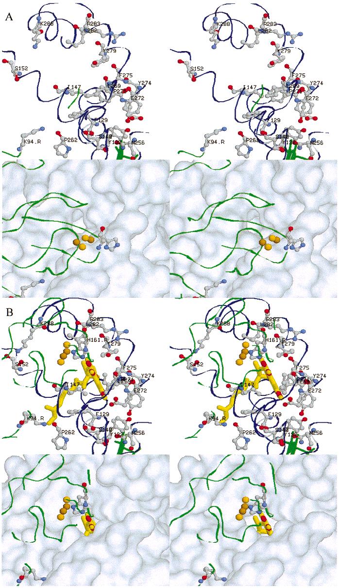 Biochemistry Movement of the bc 1 Complex Iron Sulfur Protein G FIGURE 3: Interfacial surface on cytochrome b at which the ISP docks.