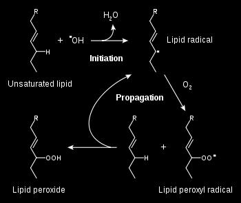 Lipid peroxidation and reactive aldehyde (HA E) formation Reactive A ldehydes 2GSH