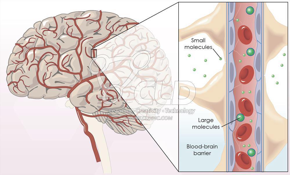 Cognition and PCSK9 Inhibitors Brain synthesizes cholesterol locally mab (e.g., evolocumab) are too large to cross the intact bloodbrain barrier Nevertheless meta-analysis* of adverse events from 6 trials in 9581 pts suggested an increased risk with PCSK9 inhibitors: HR 2.