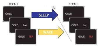 State-of-the-art knowledge Is sleep-dependent cognitive processing reduced with age?