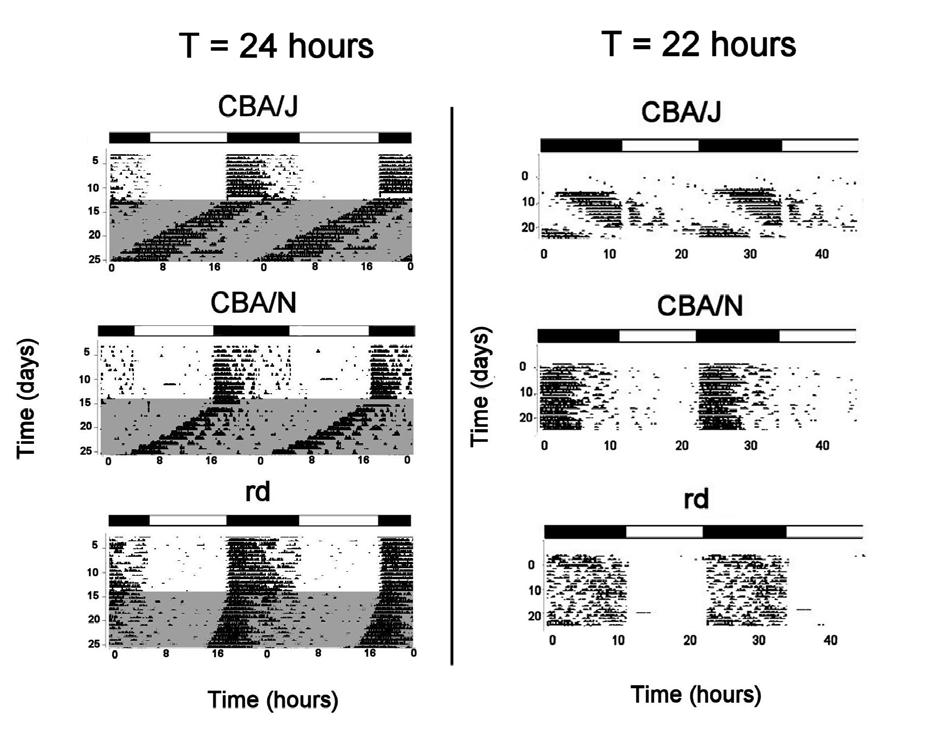 Figure 1. Entrainment of CBA/J, CBA/N and rd mice to T cycles. Actograms depicting wheel running behavior in CBA/J, CBA/N and rd mice. Activity and rest were double-plotted.