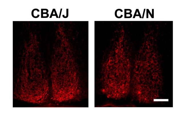 B Figure 2. VIP-positive cells in the SCN of CBA/J and CBA/N mice. A.