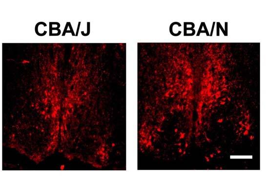 B Figure 3. VP-positive cells in the SCN of CBA/J and CBA/N mice. A.