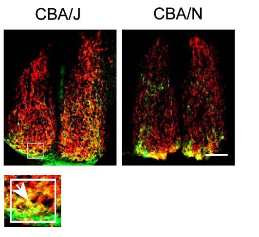 B Figure 4. Retinal innervation of the SCN in CBA/J and CBA/N mice. A.