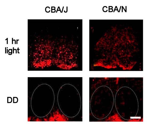 A B Figure 5. Light-induced c-fos expression in the SCN of CBA/J and CBA/N mice. A.