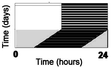 that have periods shorter than 24 hours will display free running behaviors in which activity onset occurs slightly earlier each day (Figure 6).