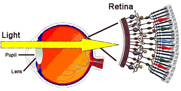 Figure 8. Photic input to the retina.