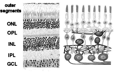 at the back. Adapted from http://reu.uwosh.edu/images). Figure 9. Layers of the Mammalian Retina.