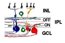 Horizontal (H), amacrine (A) and bipolar (B) cell bodies are found in the inner nuclear layer (INL), and ganglion (G) cell bodies are in the ganglion cell layer (GCL).