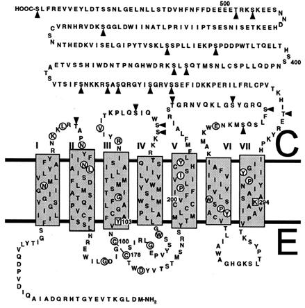(Yoshimura and Ebihara 1996). As a result, melanopsin became the candidate photopigment for light induced circadian rhythms. Figure 12. Melanopsin structure. Deduced amino acid sequence of melanopsin.
