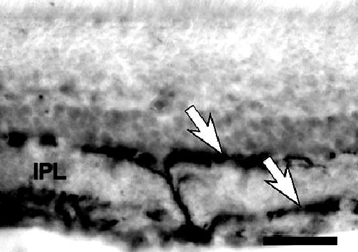 Scale bar, 100 µm. Adapted from (Provencio et al, 2002). Figure 15. Dendritic stratification of a melanopsin-expressing RGC.