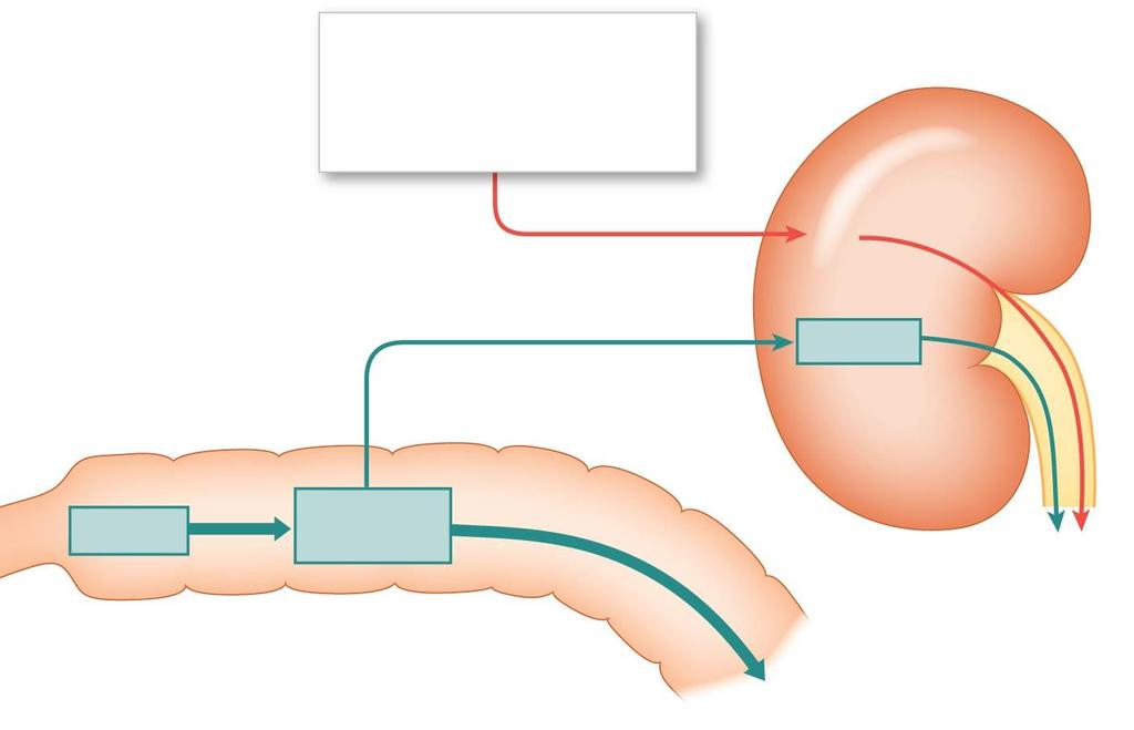 Figure 19-4 Recycling of Red Blood Cell Components (Part 4 of 4). Hemoglobin that is not phagocytized breaks down, and the alpha and beta chains are eliminated in urine.