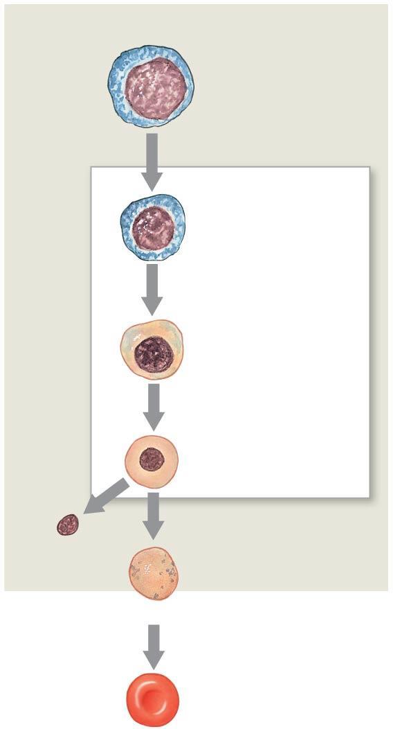 Figure 19-5 Stages of RBC Maturation.