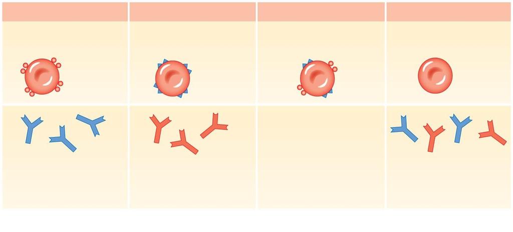 Figure 19-6a Blood Types and Cross-Reactions. Type A Type B Type AB Type O Type A blood has RBCs with surface antigen A only. Type B blood has RBCs with surface antigen B only.