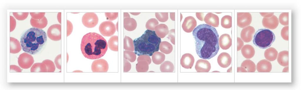 Figure 19-9 White Blood Cells.